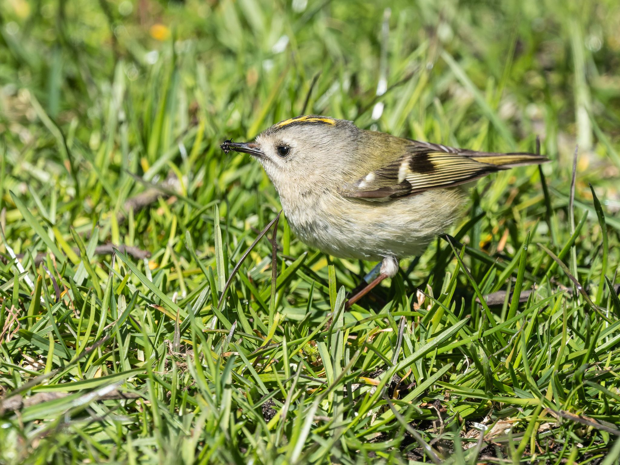 327 260424 1157 J  1JR3137 DxO DeepPRIME 3